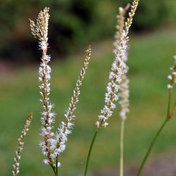 Bistorta amplexicaulis `Alba´