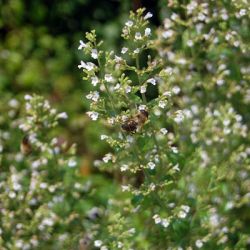 Calamintha nepeta `Triumphator´