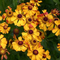 Helenium `Rauchtopas´
