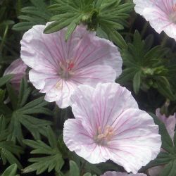 Geranium sanguineum striatum