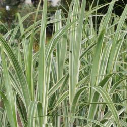 Miscanthus sinensis `Cosmopolitan´