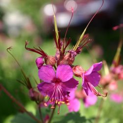 Geranium macrorrhizum `Czakor´