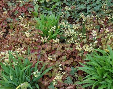 Elfenblumen der herausragenden Sorte 'Frohnleiten' begrüßen den Frühling mit lockeren Blütenschleiern über attraktivem rot-grünen Laub – noch ehe sich die Narzissenblüten öffnen.
