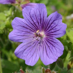 Geranium magnificum x `Rosemoor´