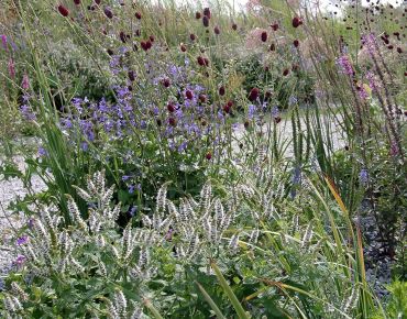 „Ein flirrend heißer Sommertag“ scheint das Motto dieser belebten Szenerie zu lauten. Zahlreiche filigrane Strukturen treffen über dem Kiesbett aufeinander. Dank klarer Farbunterschiede behaupten Duftnessel (Agastache), Katzenminze (Nepeta), Wiesenknopf u