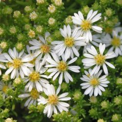 Aster ericoides `Snowflurry´