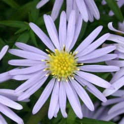 Aster dumosus `Zwergenhimmel´