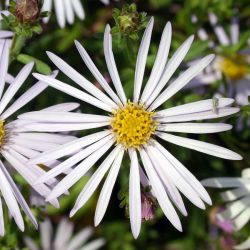 Aster pyrenaeus `Lutetia´