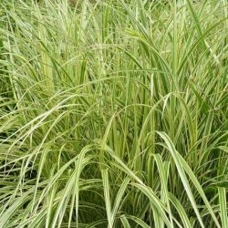 Miscanthus sinensis `Silberpfeil´
