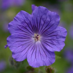 Geranium magnificum x `Anemoneflorum´