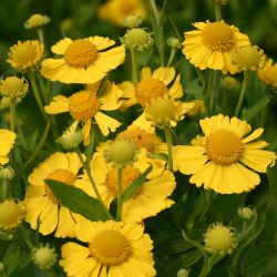 Helenium `Kanaria´