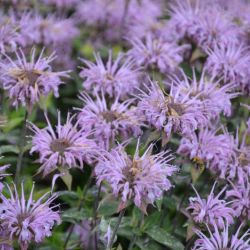 Monarda fistulosa var. menthifolia `Mohikaner´