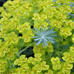 Euphorbia seguieriana