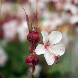 Geranium macrorrhizum `Spessart´