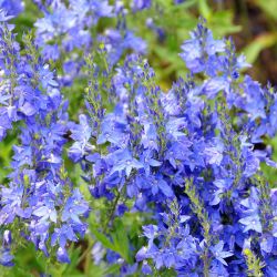 Veronica teucrium `Azurit´