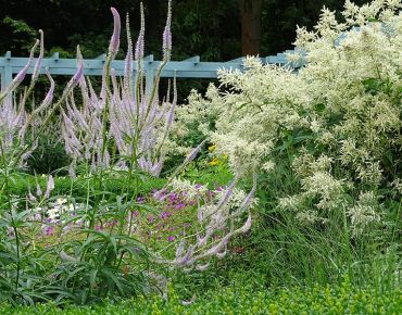 Verführerisch: Sirenengleich locken die eleganten Blütenkerzen des Kandelaber-Ehrenpreises den Bergknöterich 'Johanniswolke' (Aconogonon) und andere Bewunderer näher.