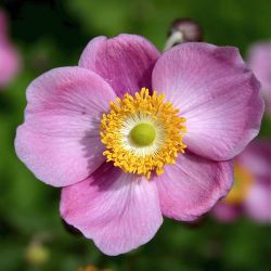 Anemone `Praecox´