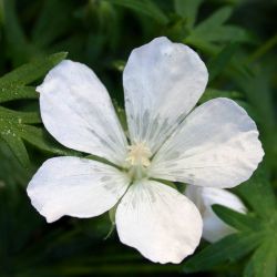 Geranium sanguineum `Album´