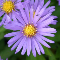 Aster dumosus `Blauer Gletscher´