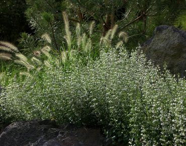 Moderne Wildnis: Zarte Blütenwolken brechen die Felslandschaft optisch auf – und duften dank der im Stein gespeicherten Wärme noch intensiver.