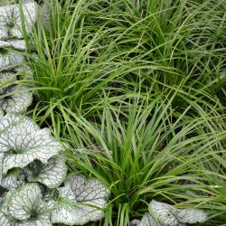 Carex foliosissima `Irish Green´