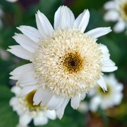 Echinacea purpurea `White Double Delight´