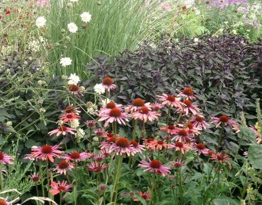 Spannungsreich: Neben dem dunkellaubigen Wasserdost (Eupatorium rugosum) glühen die Blüten des Sonnenhuts fast schon in Neonfarben. Filigrane Strukturen lockern die plakative Pflanzung auf.