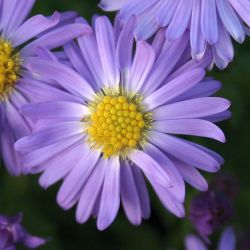 Aster dumosus `Prof. A, Kippenberg´