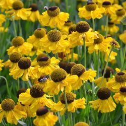 Helenium `El Dorado´