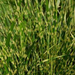 Miscanthus sinensis `'Gold Bar´