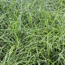 Miscanthus sinensis `Little Zebra´