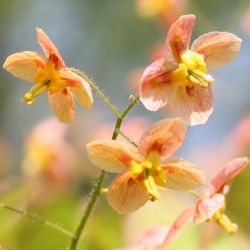 Epimedium warleyense x `Orangkönigin´