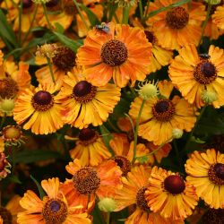 Helenium `Amber Dwarf´
