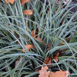 Carex flacca `Buis´