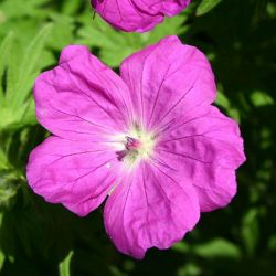 Geranium sanguineum `Elsbeth´