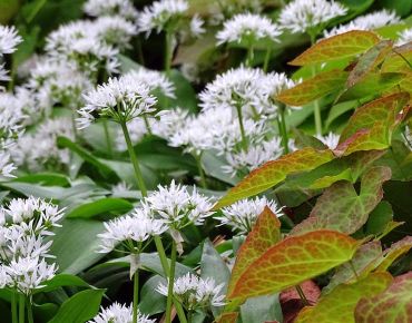 Frühlingsfrisch: Bärlauch (Allium ursinum) und Elfenblumen sind ein stilvolles Paar für halbschattige Bereiche – insbesondere Sorten mit rötlicher Blattzeichnung wie 'Frohnleiten' oder 'Orangekönigin'.