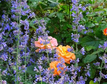Katzenminze ist ein wertvoller Rosenbegleiter – und verträgt die Nähe zu den nährstoffbedürftigen Blütengehölzen wesentlich besser als Lavendel.