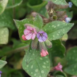  Pulmonaria officinalis `Wuppertal´