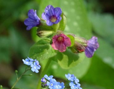 Rosafarbene und blauviolette Blütchen an ein und demselben Stängel, dazu niedlich getupftes Laub – das Lungenkraut ist ein heißer Anwärter auf den Streublümchen-Award.