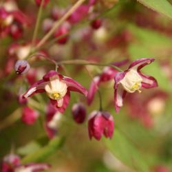 Epimedium rubrum x `Galadriel´