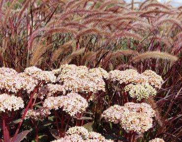 Hohe Fetthenne und Lampenputzergras (Pennisetum) sind sich ohnehin sehr sympathisch, doch mit pulsierendem Purpurrot als Bindeglied wird aus Zuneigung echte Leidenschaft.