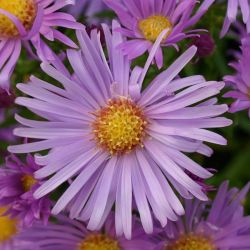 Aster novi-belgii `Blütenmeer´