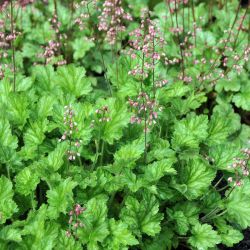 Heuchera `Strawberry Swirl´