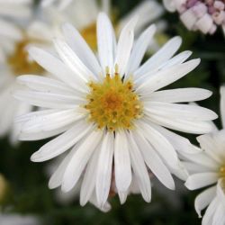 Aster dumosus `Niobe´