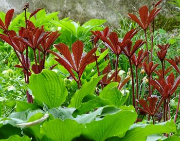 Leuchtfeuer wwischen Funkien (Hosta) und Lenzrosen (Helleborus): Viele Schaublatt-Sorten begeistern mit einem spektakulären Blattaustrieb.
