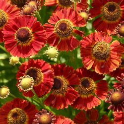 Helenium `Salsa´