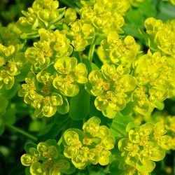 Euphorbia palustris `Teichlaterne´