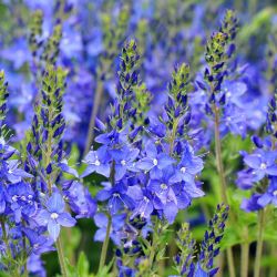 Veronica teucrium `Knallblau´