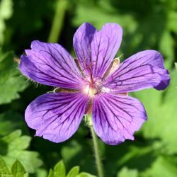 Geranium ibericum `Vital´