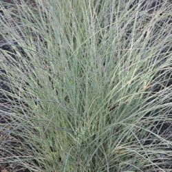 Miscanthus sinensis `Morning Bright´